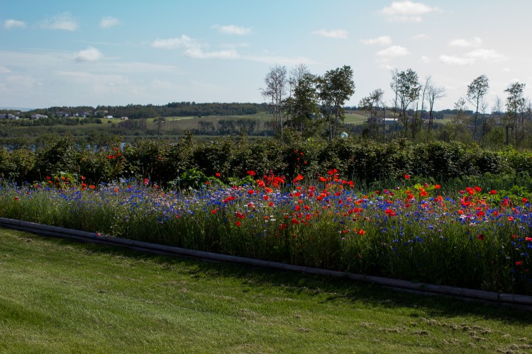 kpardell Joanne pics-9675