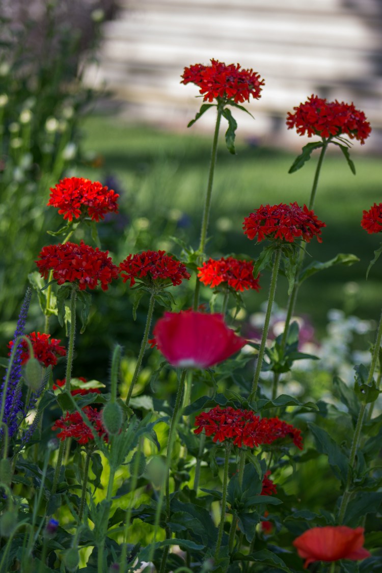 kpardell Joanne pics-9682