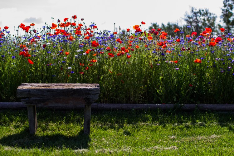 kpardell Joanne pics-9700