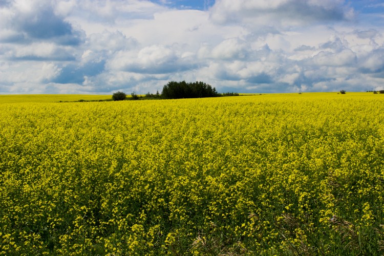 kpardell Joanne pics-9740