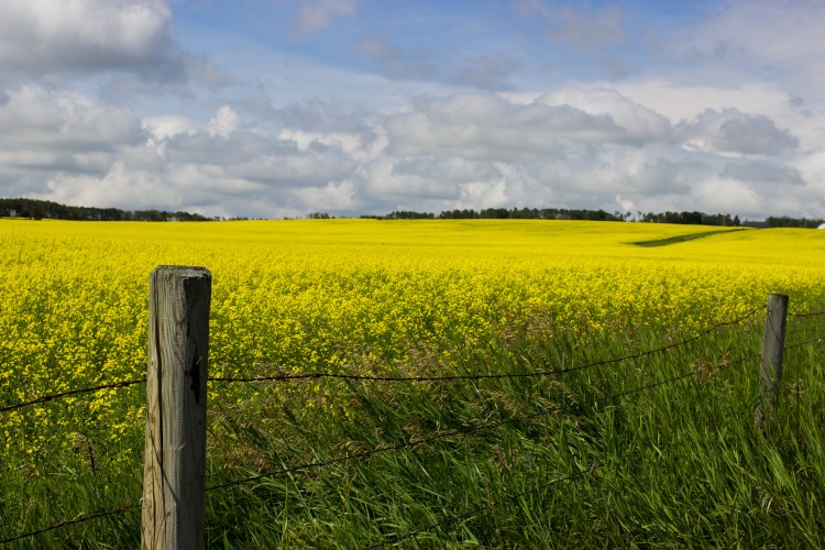 kpardell Joanne pics-9745