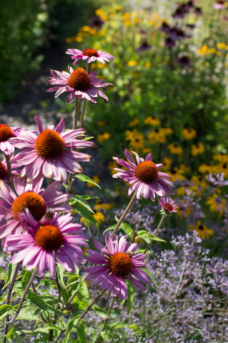 kpardell flower farm-9976