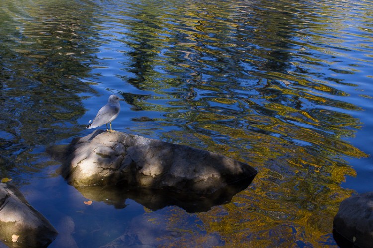 kpardell-landscape-0926