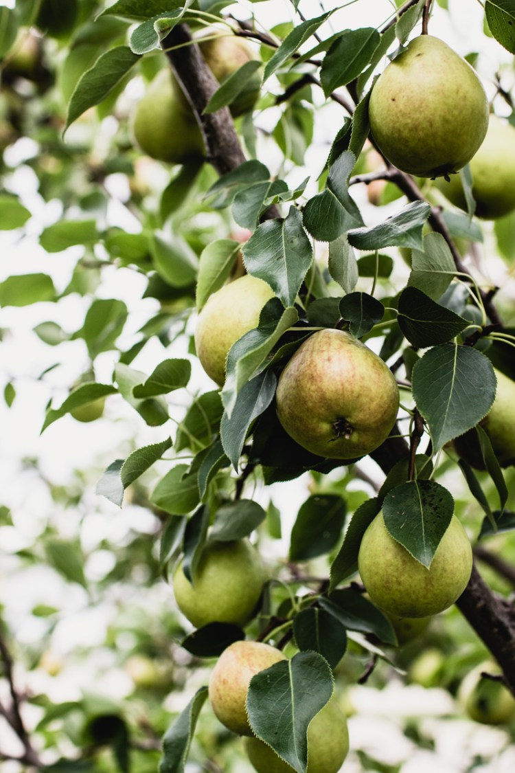 kpardell-moodyish-walk-1064