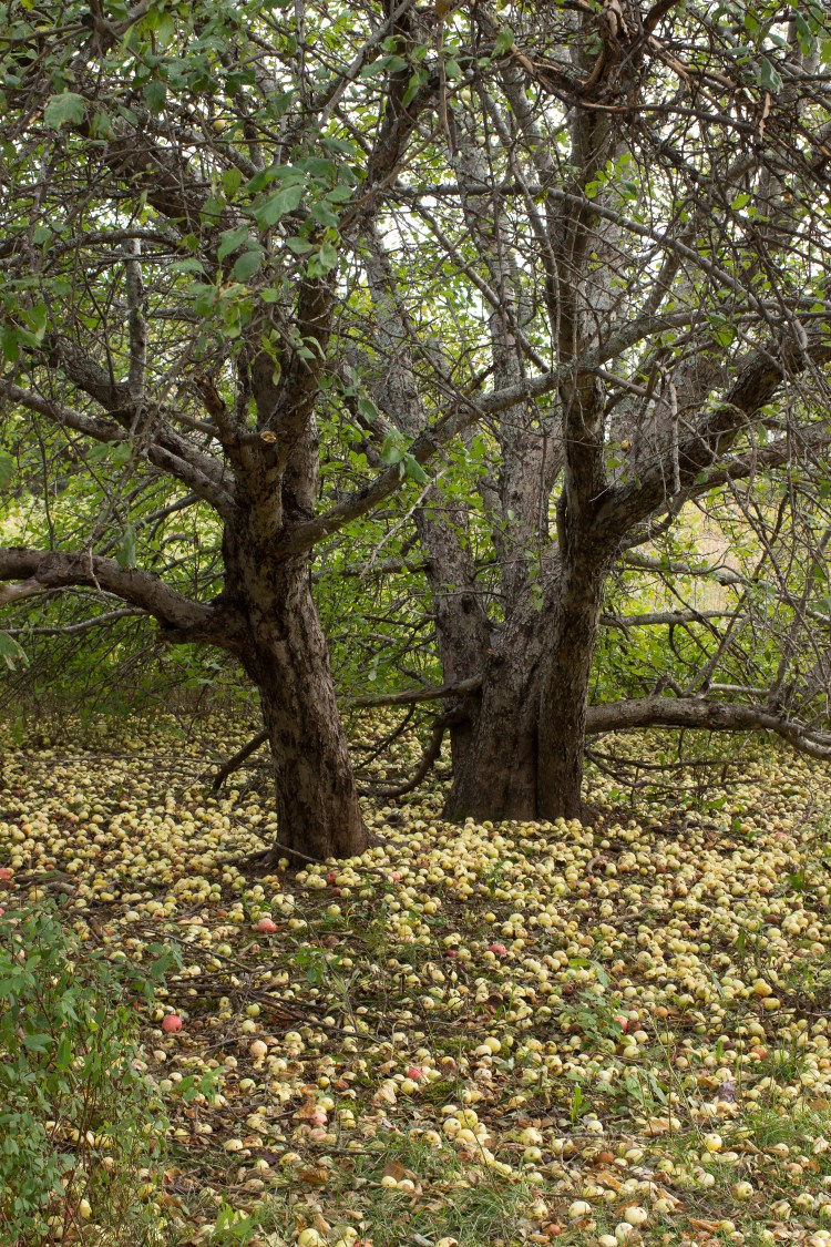 kpardell-apple-trees-pei-2127