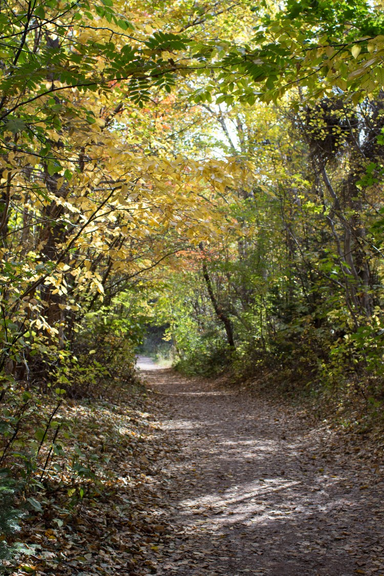 kpardell-lovers-lane-2-2238