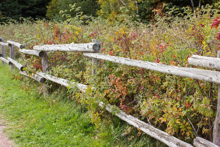 kpardell-park-trail-pei-2131