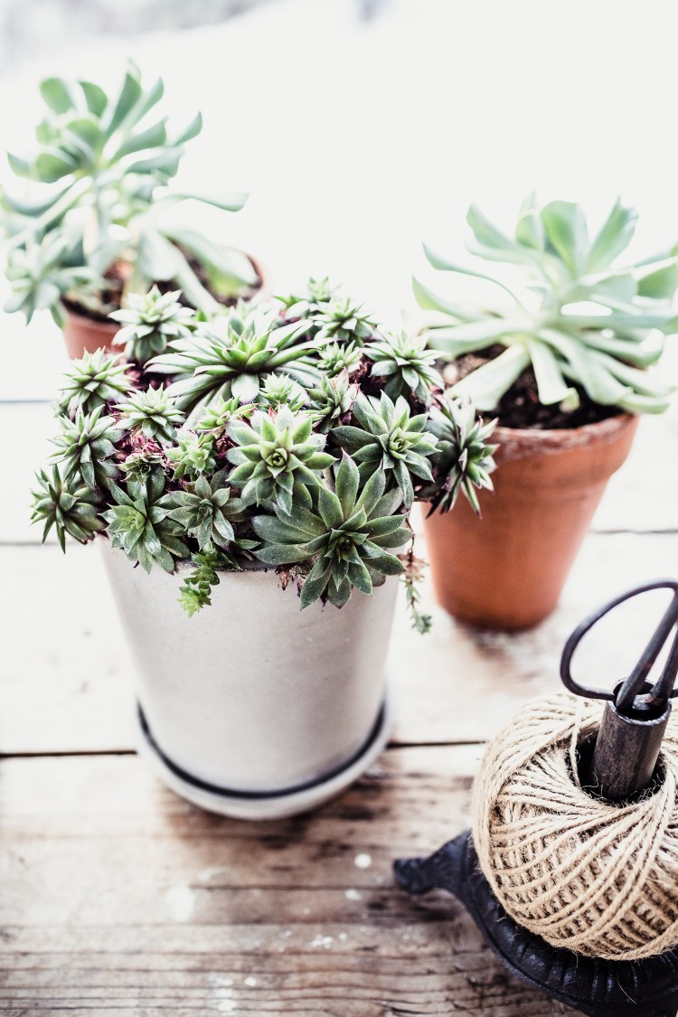 kpardell-raw-succulents-20171146