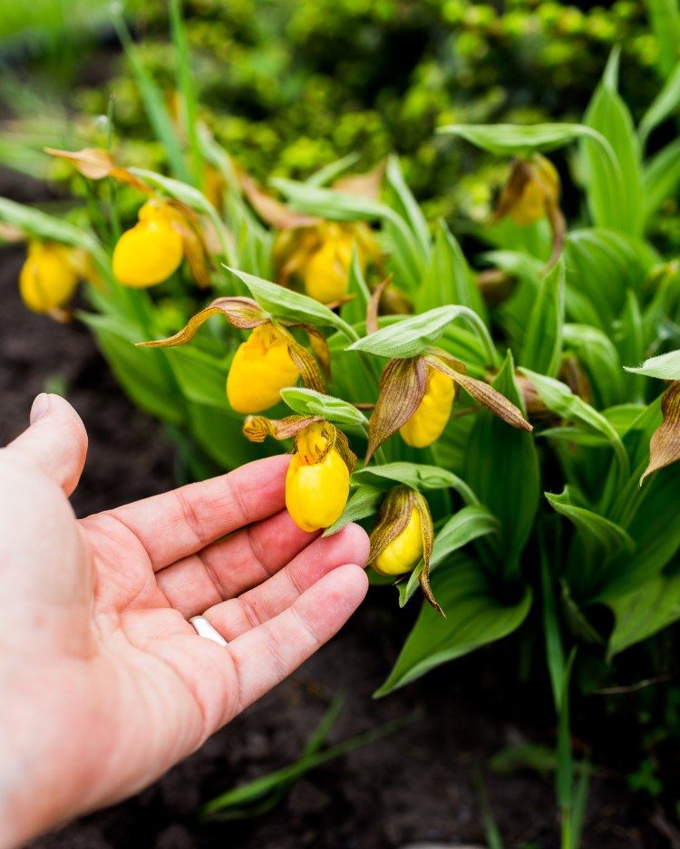 kpardell ladyslippers-20174419