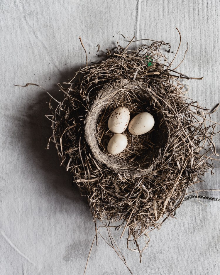 kpardell fall nest-20175915