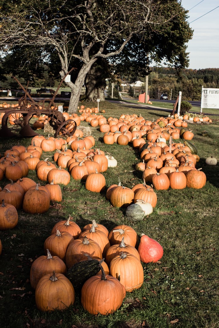 kpardell pumpkins-2173