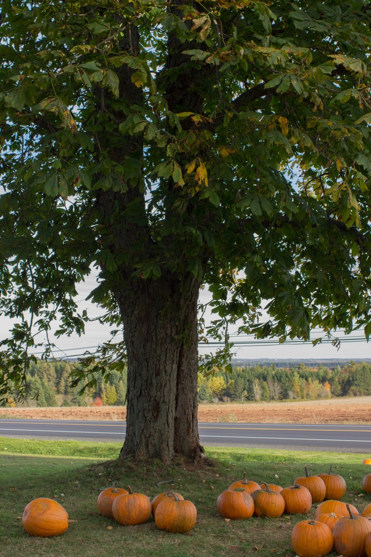 kpardell pumpkins-2183