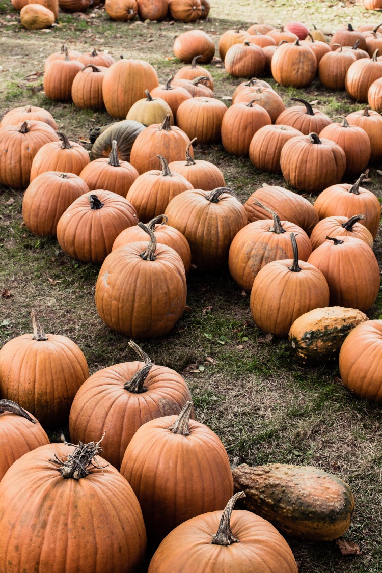 kpardell pumpkins-2184