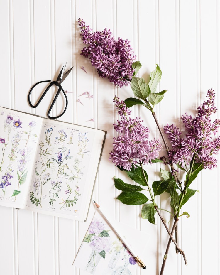 kpardell lilacs-20187773