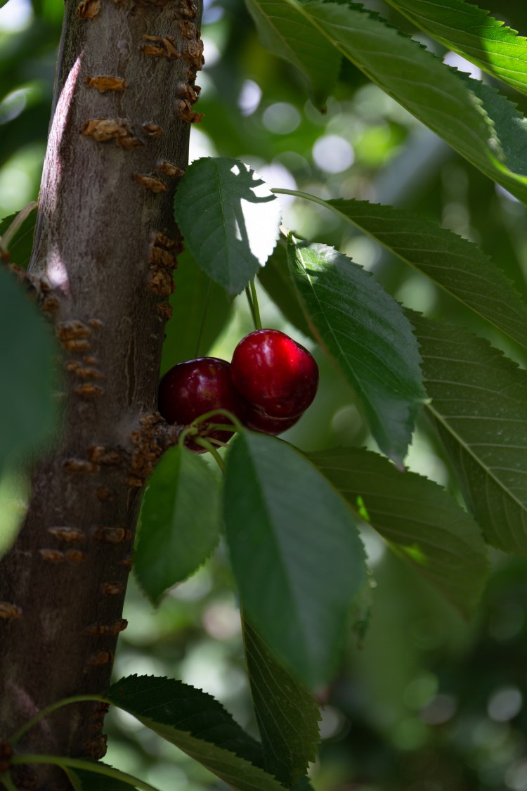 kpardell onair cherries-20202282