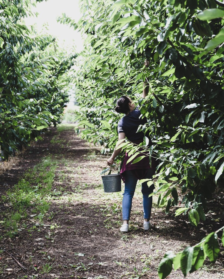 kpardell onair cherries-20202288